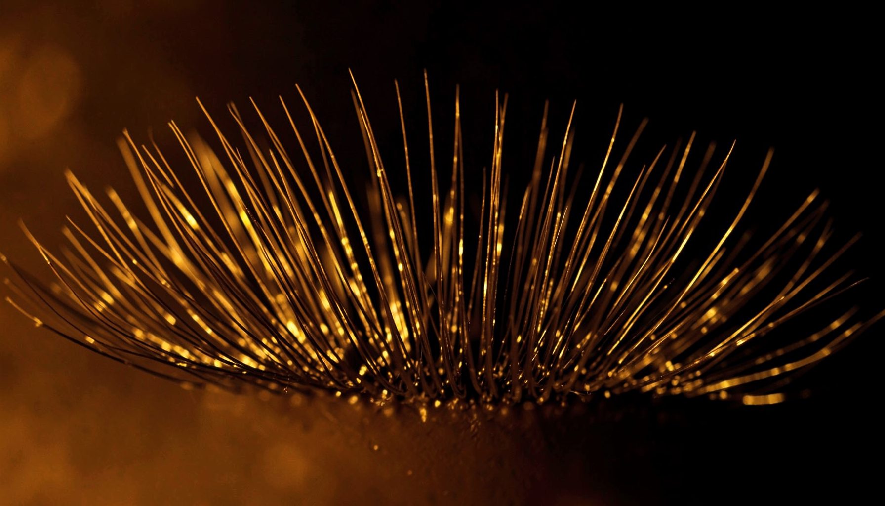 Close-up of dramatic false lashes fanning out against a dark background, warm golden tones, elegant and glamorous mood